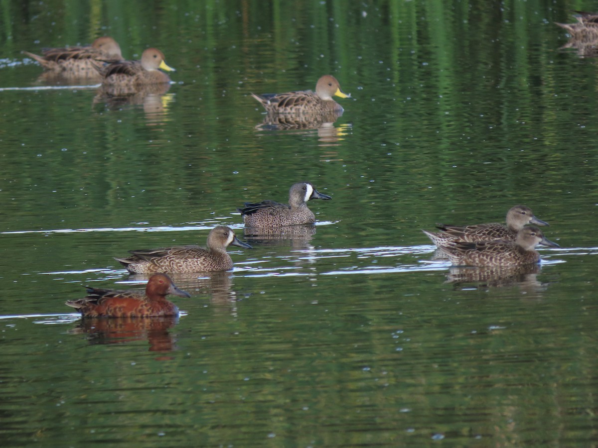 Blue-winged Teal - ML194920141
