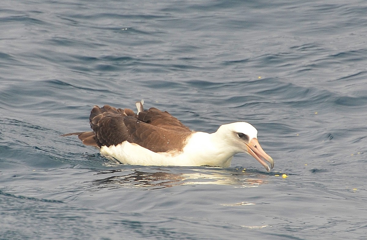 Laysan Albatross - Ron Furnish