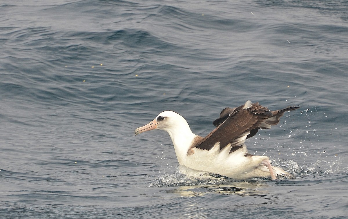 Темноспинный альбатрос - ML194920911