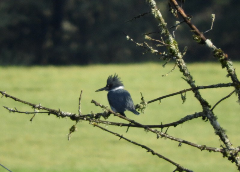 Belted Kingfisher - ML194921131
