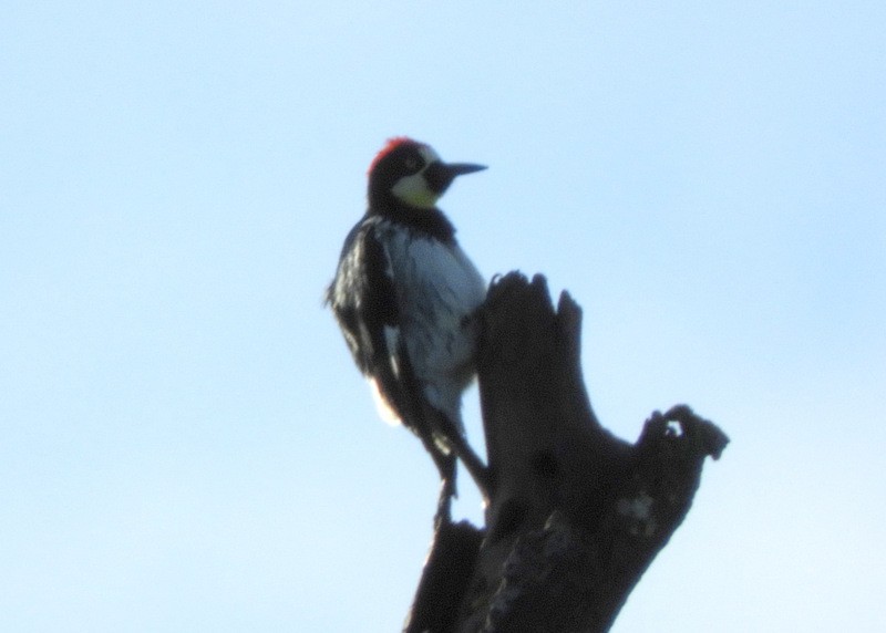 Acorn Woodpecker - ML194921141