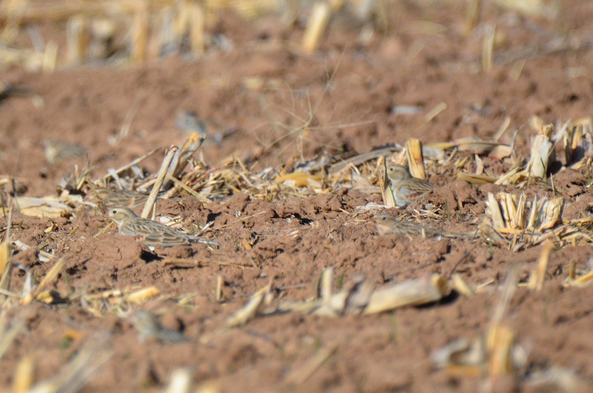 Thick-billed Longspur - ML194928911