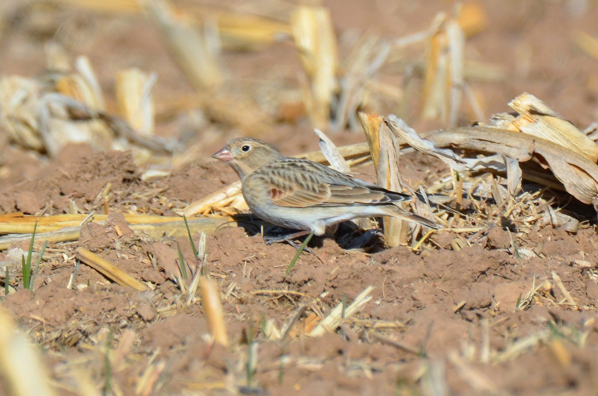 Thick-billed Longspur - ML194929131