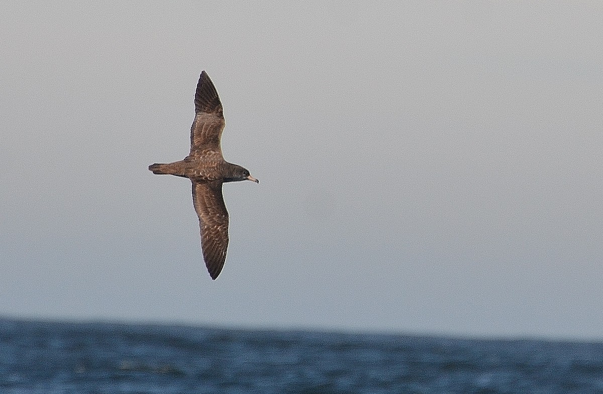Flesh-footed Shearwater - ML194935901