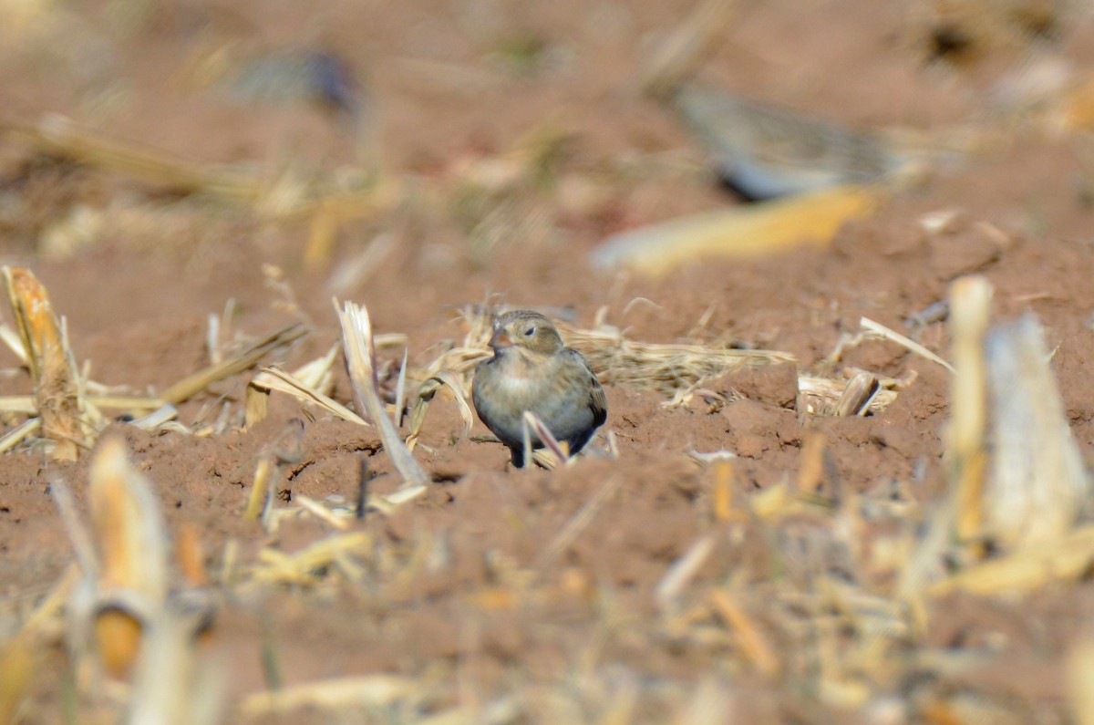 Thick-billed Longspur - ML194935941