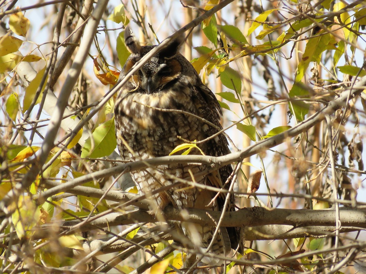 Long-eared Owl - ML194936051