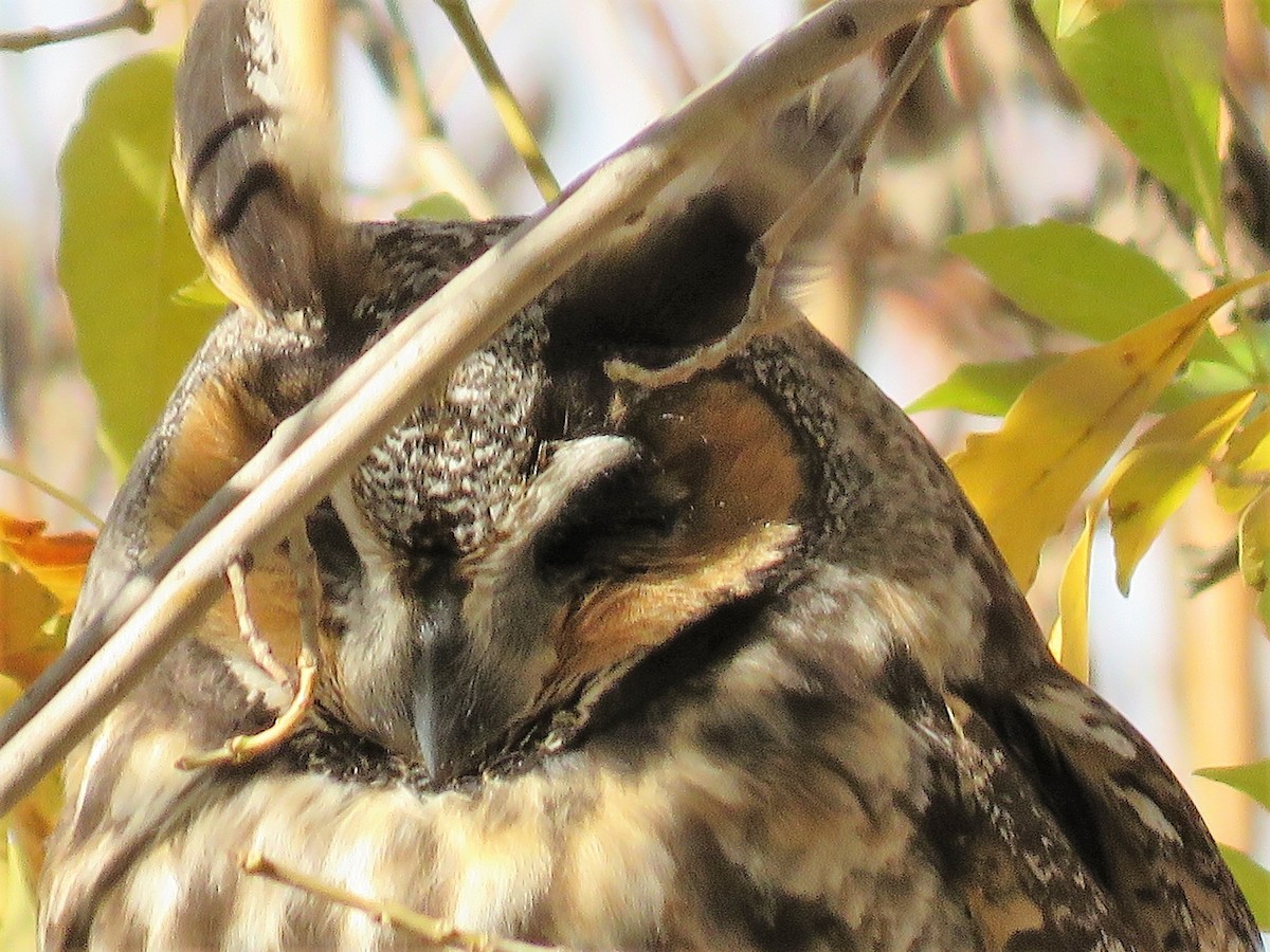 Long-eared Owl - ML194936131