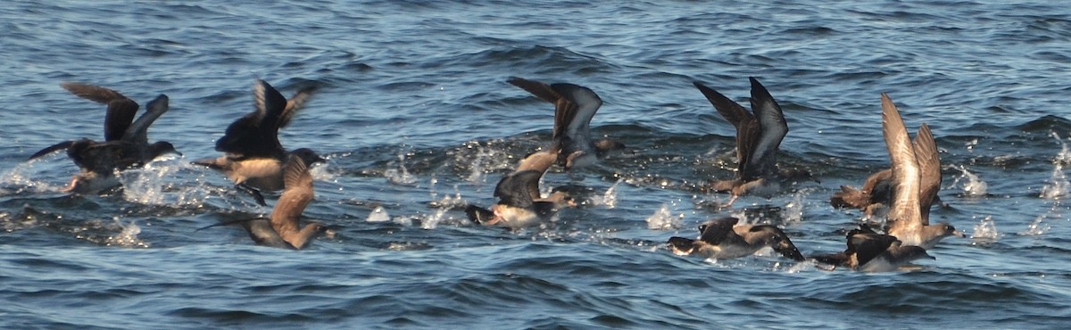 Pink-footed Shearwater - ML194936941