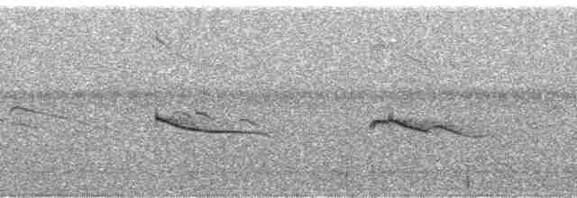Серпокрилець-вилохвіст великий - ML194937
