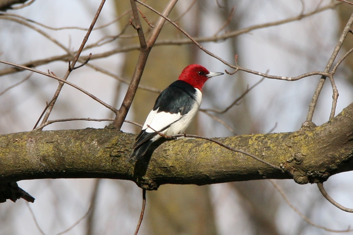 Red-headed Woodpecker - ML194938161