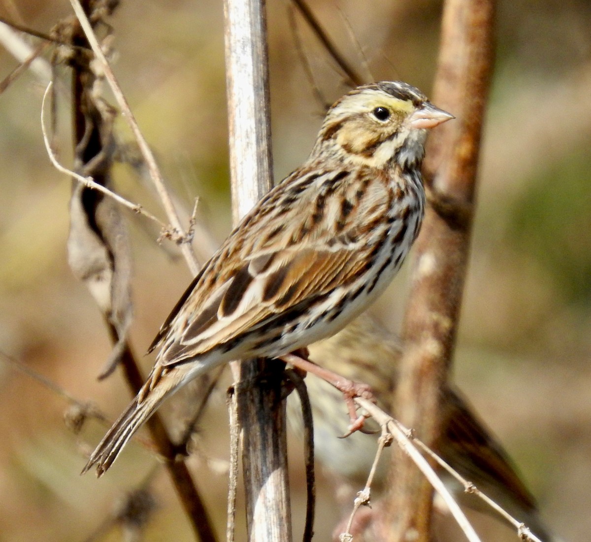 Savannah Sparrow - Van Remsen