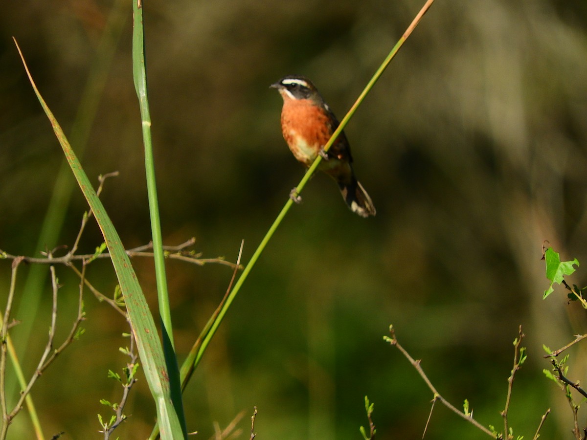Black-and-rufous Warbling Finch - ML194938611