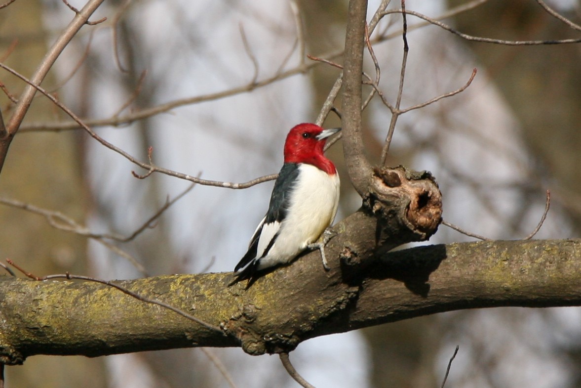Red-headed Woodpecker - Marc Hemmes