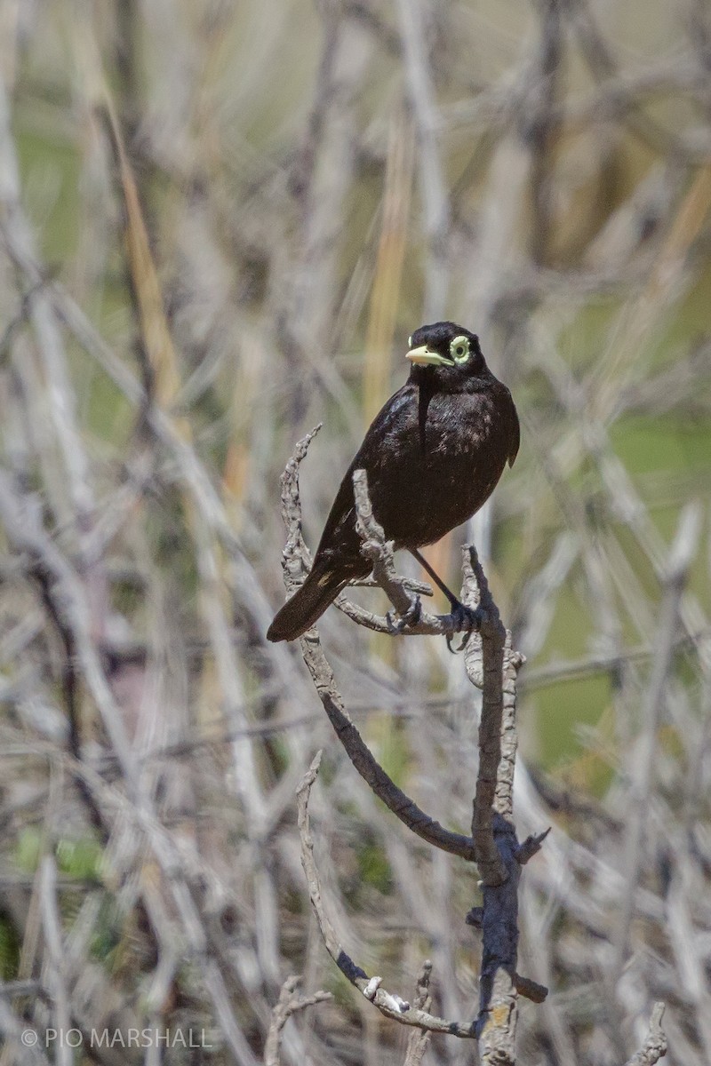 Spectacled Tyrant - ML194940691