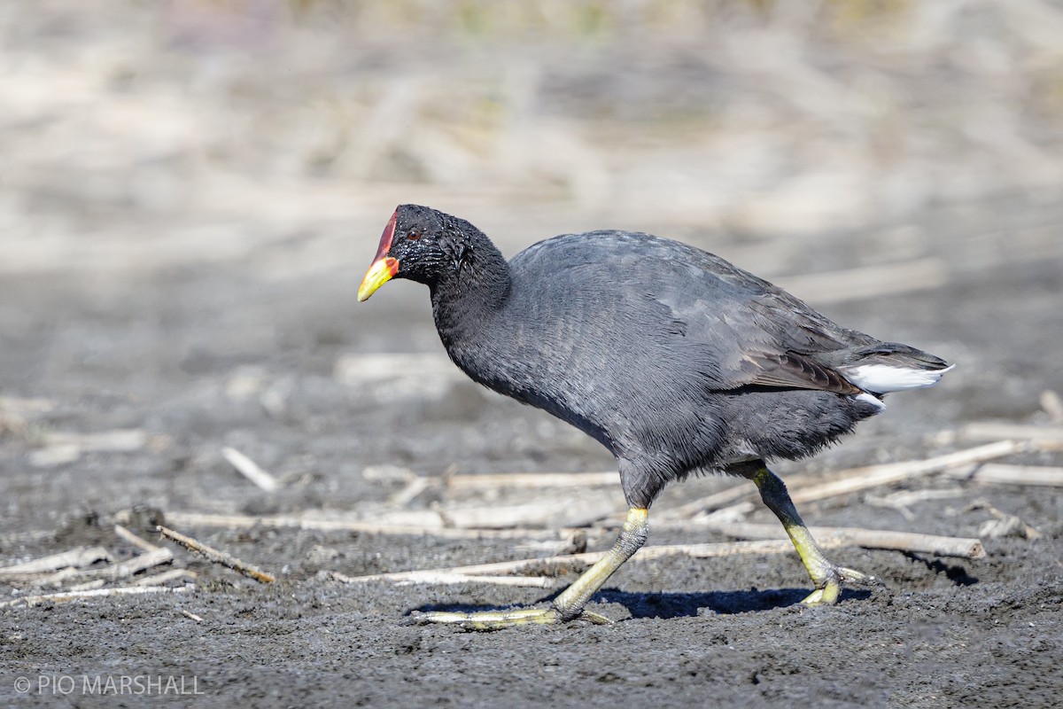Red-fronted Coot - ML194940841
