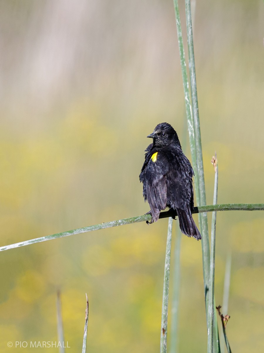 Yellow-winged Blackbird - Pio Marshall
