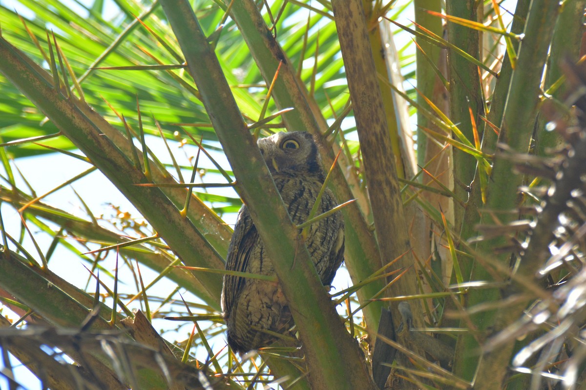 Tropical Screech-Owl - Oliver Prioli