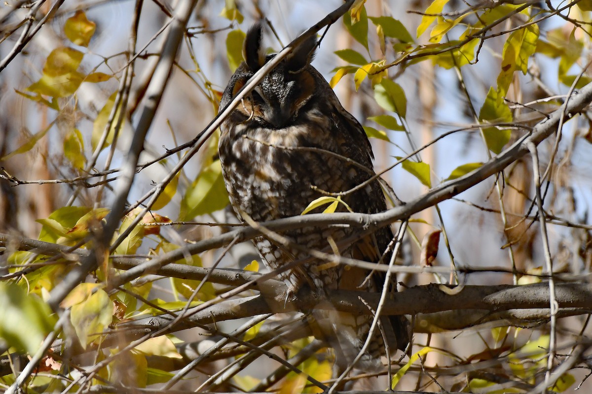 Long-eared Owl - ML194958861