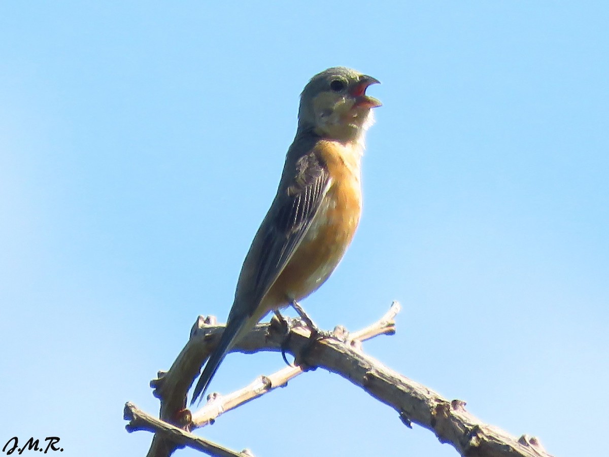 Tawny-bellied Seedeater - ML194961401