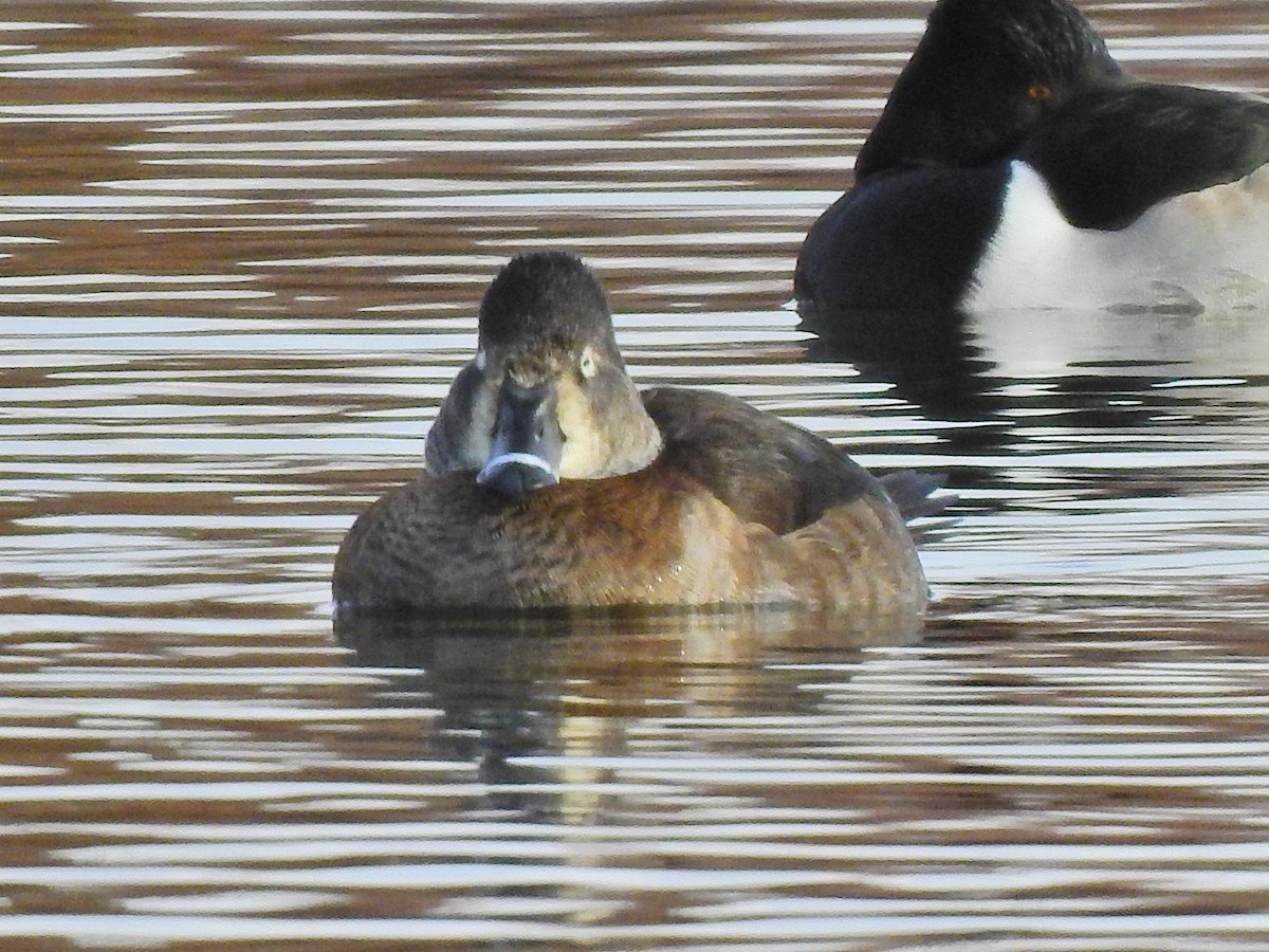 Ring-necked Duck - ML194965211