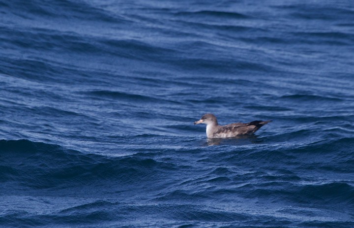 Pink-footed Shearwater - ML194965591