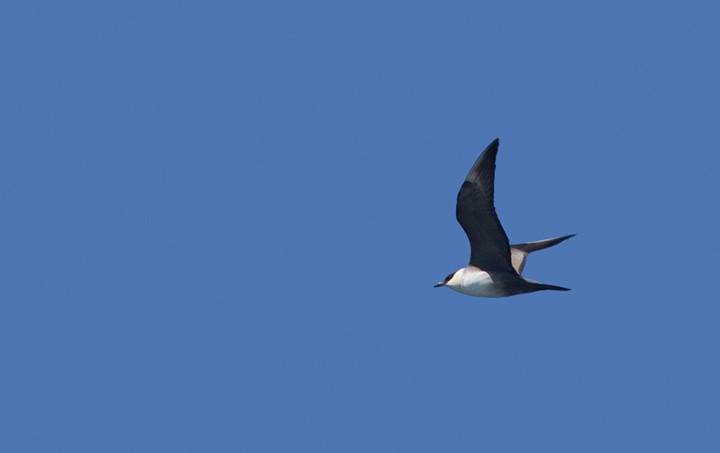Long-tailed Jaeger - ML194966171