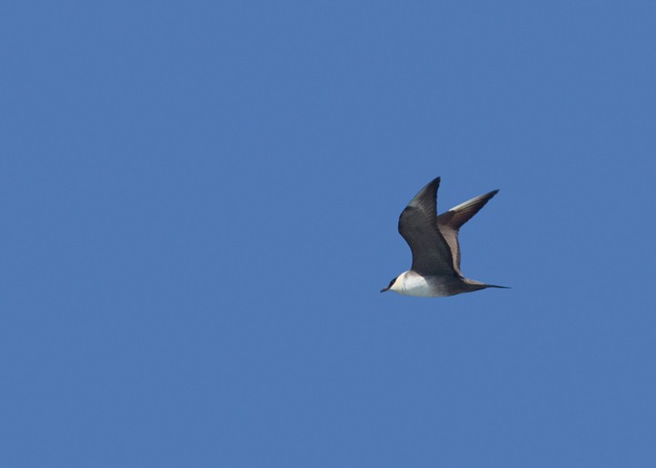 Long-tailed Jaeger - ML194966181