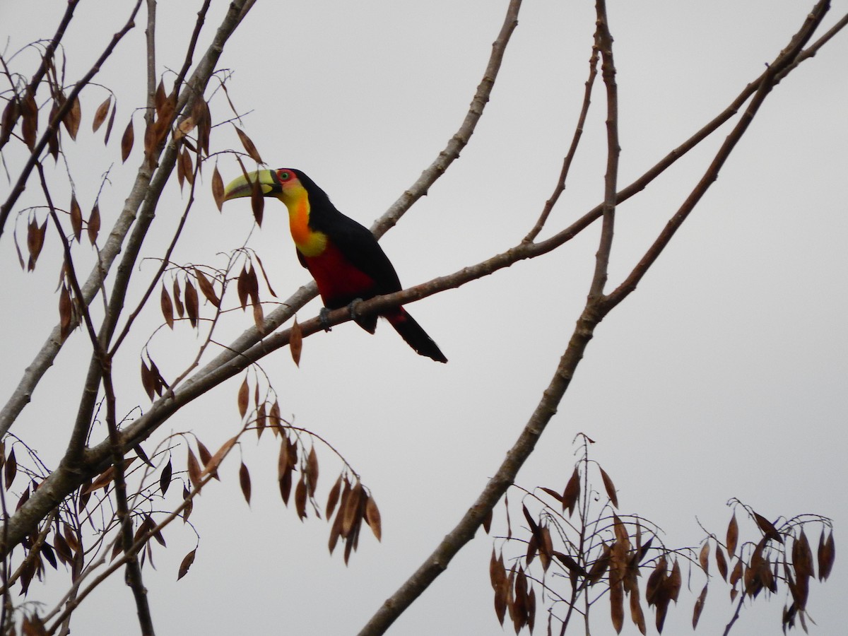 Red-breasted Toucan - ML194969771