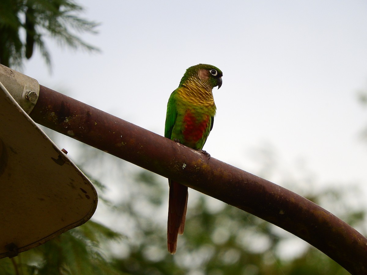 Maroon-bellied Parakeet - Luis Recalde