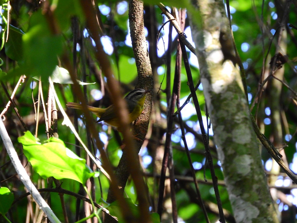 Golden-crowned Warbler - ML194971591