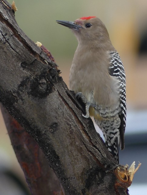 Gilaspecht Ebird