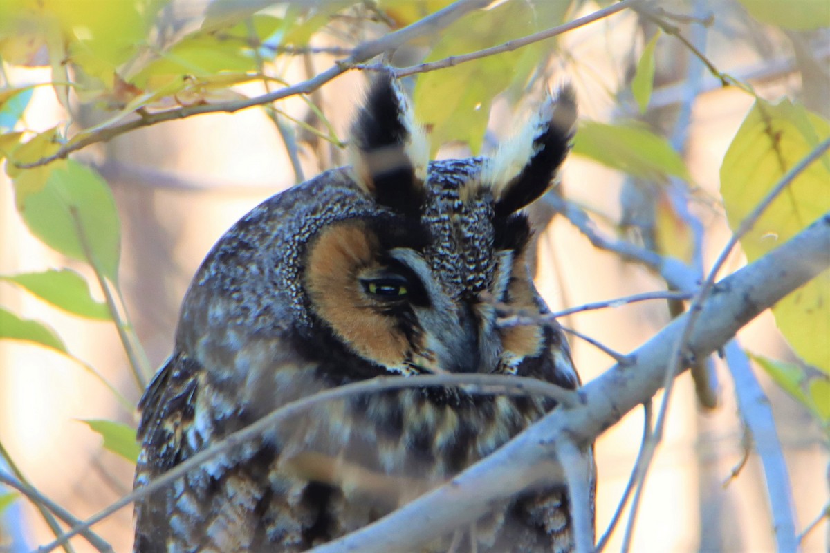Long-eared Owl - ML194978111