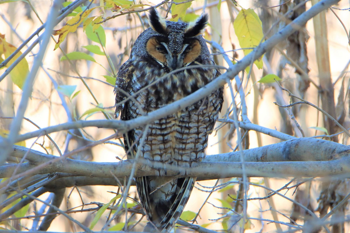 Long-eared Owl - ML194978131