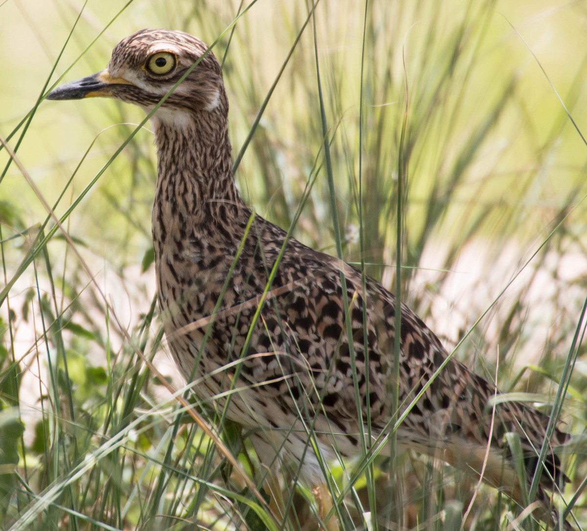 Spotted Thick-knee - ML194978901