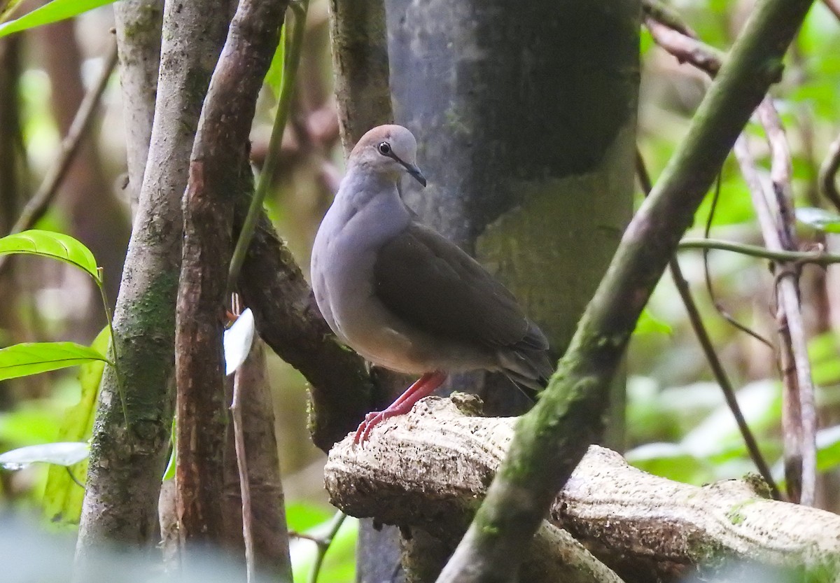 Gray-chested Dove - ML194980461