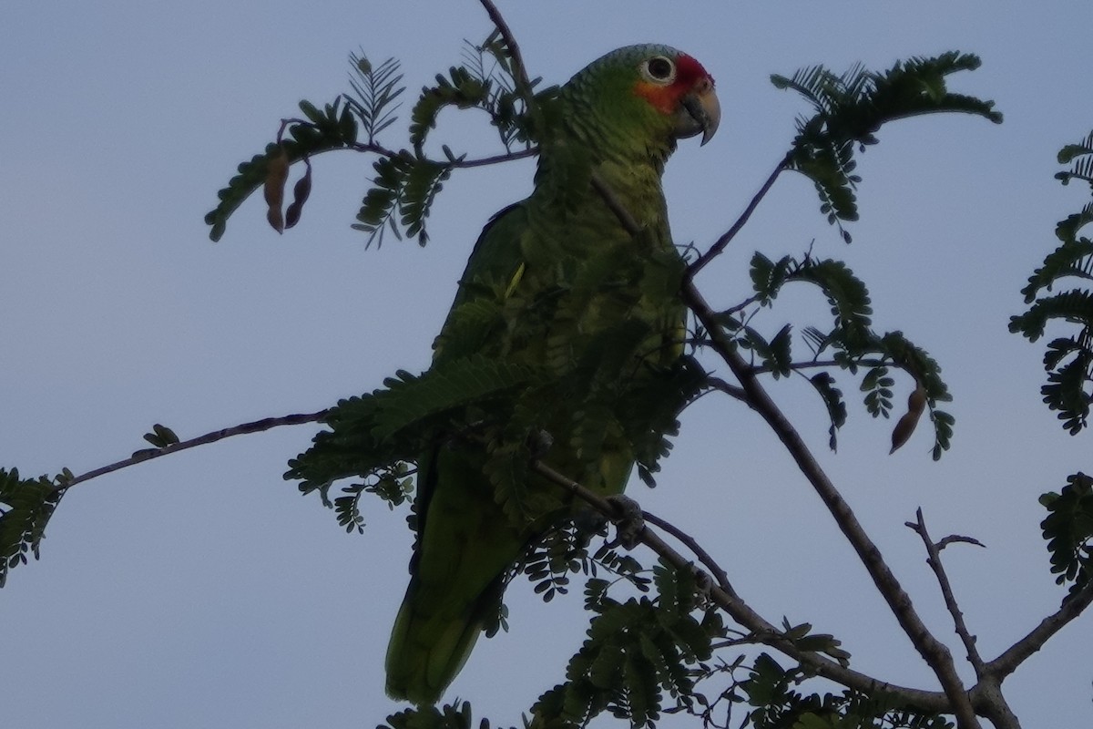 Red-lored Parrot - ML194984721