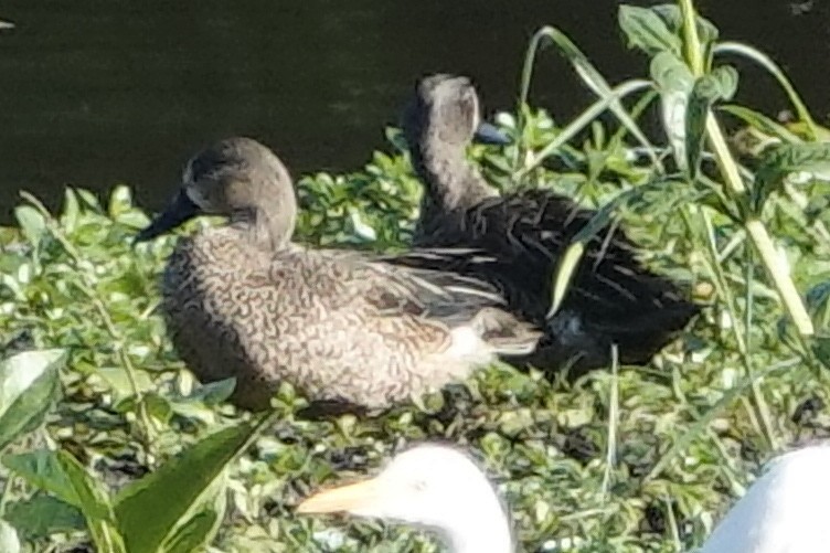 Blue-winged Teal - ML194984861