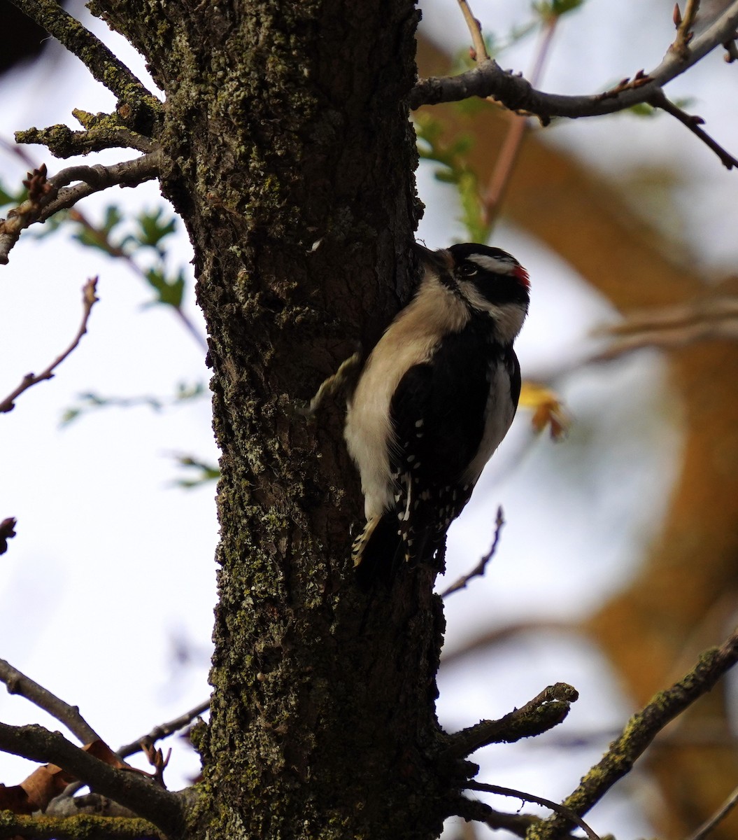 Downy Woodpecker - ML194985161