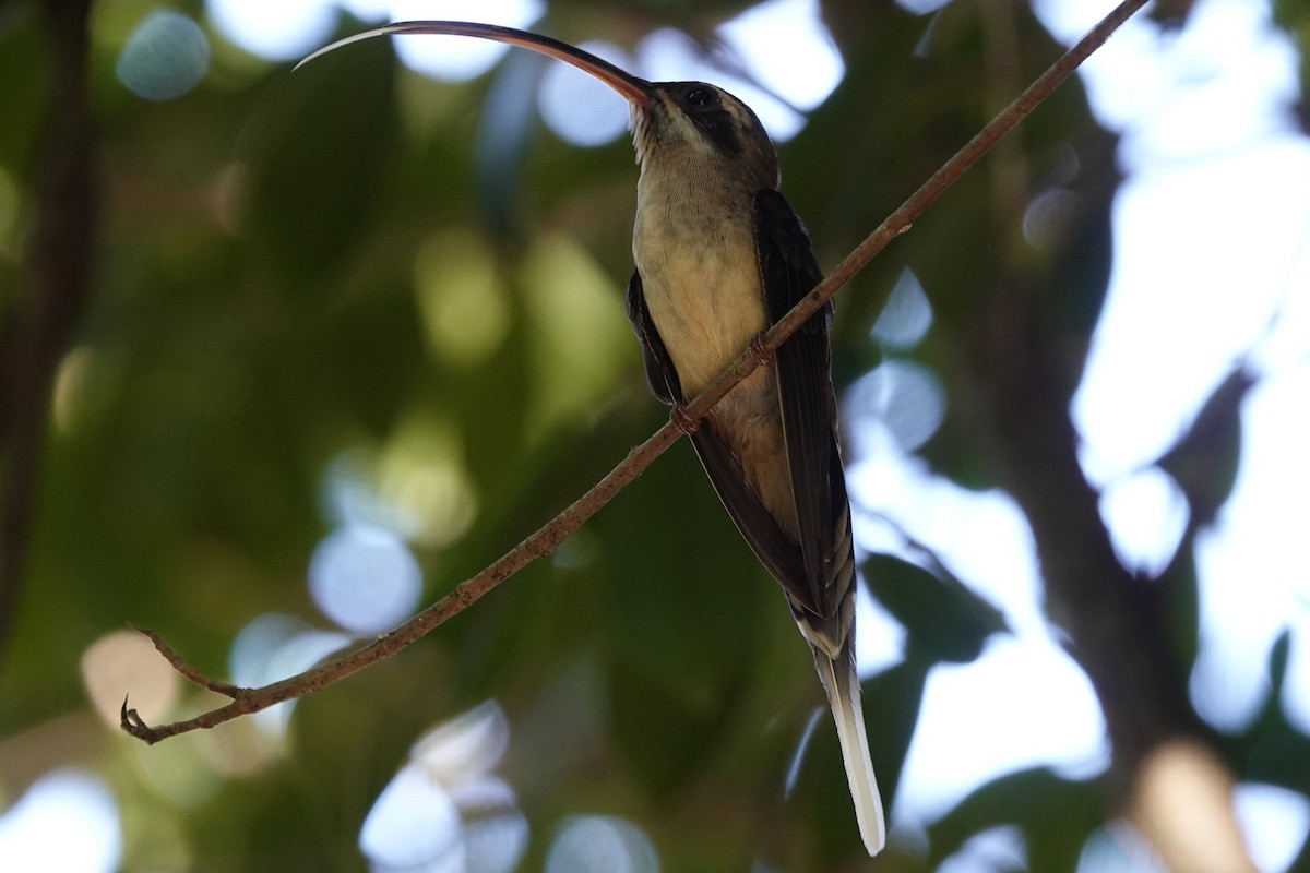 kolibřík tmavolící - ML194986061