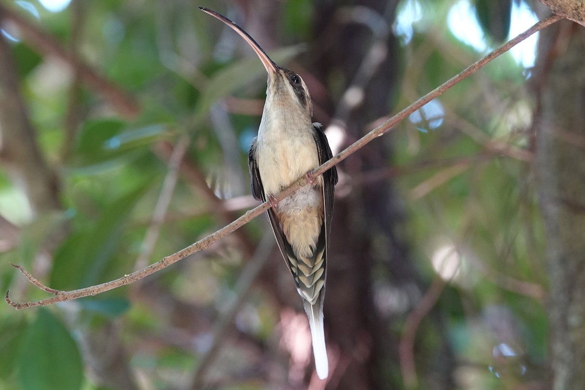 kolibřík tmavolící - ML194986071