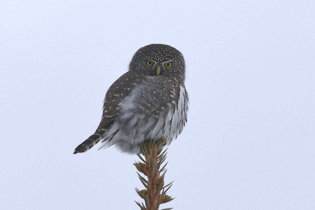 Northern Pygmy-Owl - ML194986291