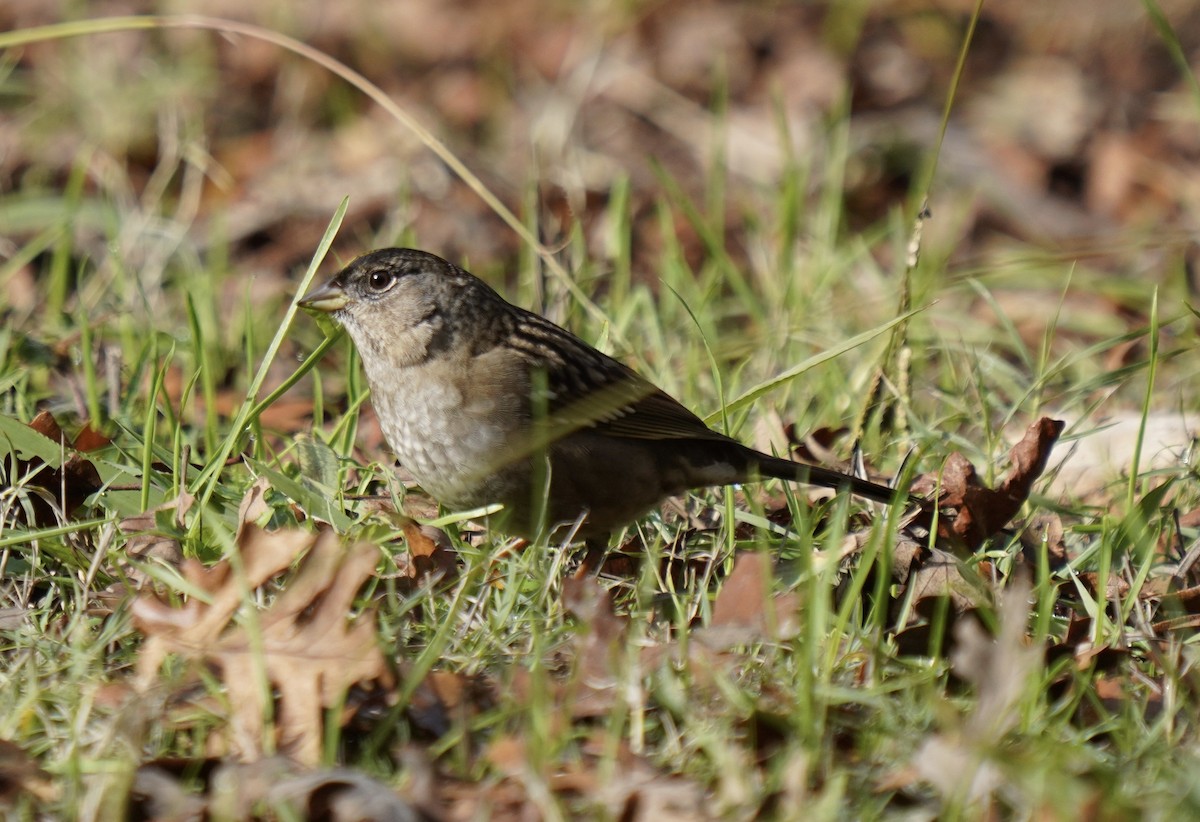 Golden-crowned Sparrow - ML194986721