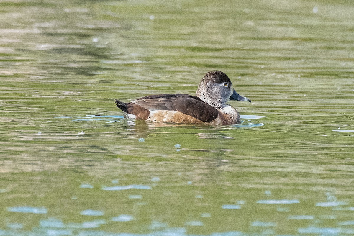 Ring-necked Duck - ML194989761
