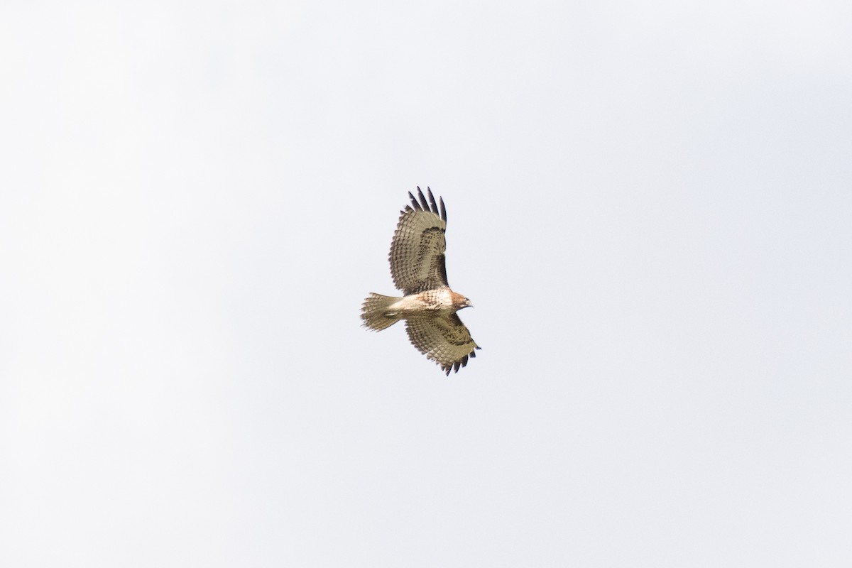 Red-tailed Hawk - ML194990261
