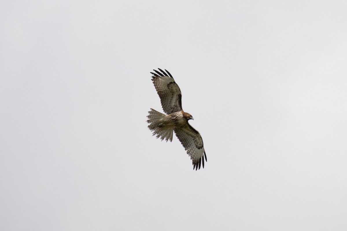 Red-tailed Hawk - ML194990271