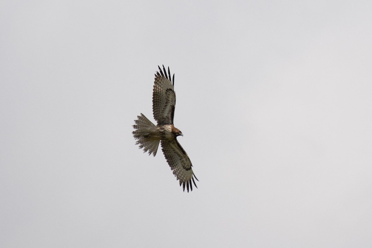 Red-tailed Hawk - ML194990291