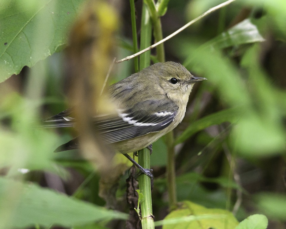 Bay-breasted Warbler - ML194990781