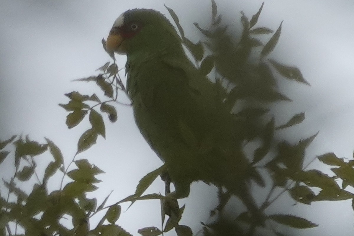 White-fronted Parrot - ML194992851