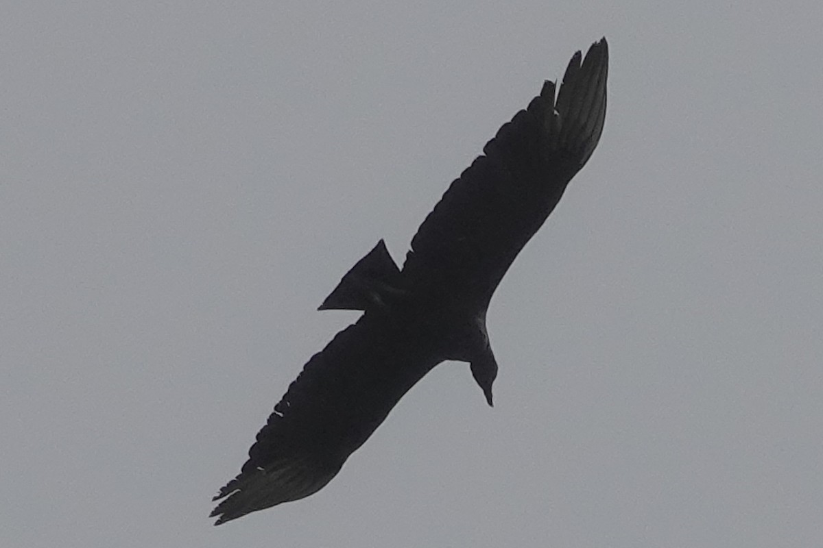 Black Vulture - ML194993021