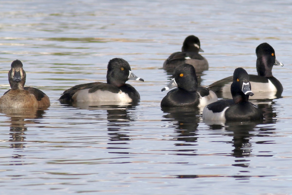 Ring-necked Duck - Gil Ewing